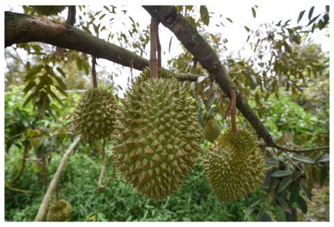 Training on producing durian for export from China for the Central Highlands region