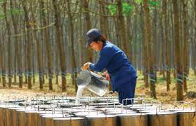 Trung Quốc tăng nhập khẩu cao su từ thị trường Việt Nam
