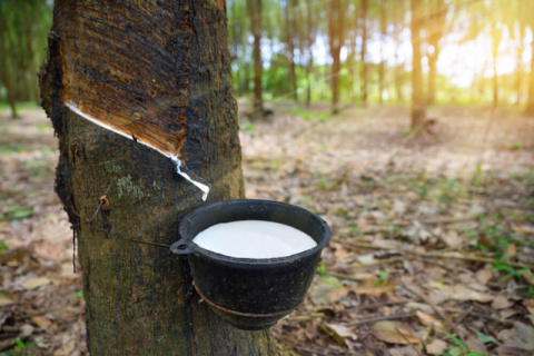 Rubber export continues to grow sharply