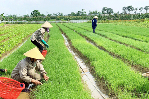 Diễn Châu, Nghệ An: Mô hình trồng và chế biến một số sản phẩm dinh dưỡng từ mầm cây lúa mì