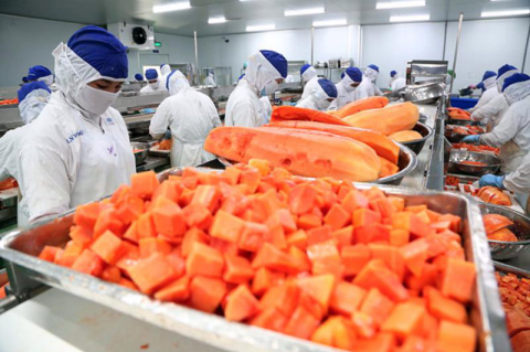 Lần đầu tiên xuất khẩu rau quả chế biến vượt mốc 1 tỷ USD