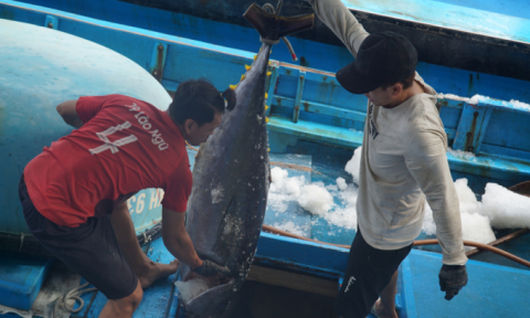 Vietnam's tuna export orders to increase: VASEP